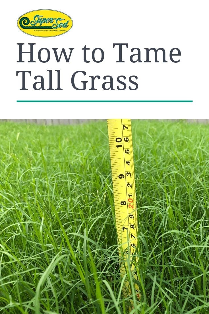 How to Tame Tall Grass | Lawn Maintenance Tips
